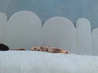 dimonmael live cam