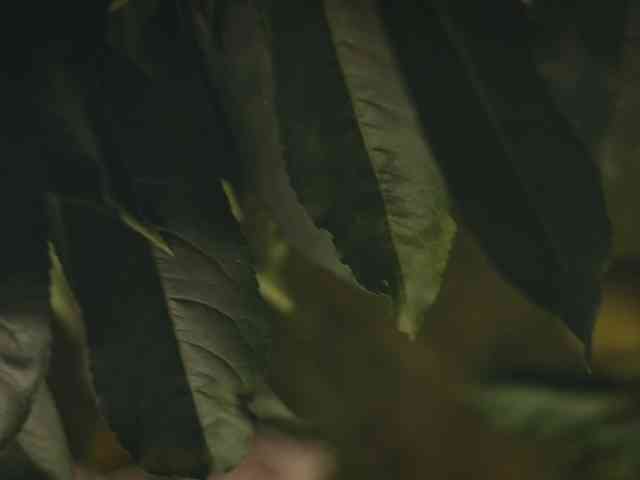 HEYBANANA bongacams live cam model