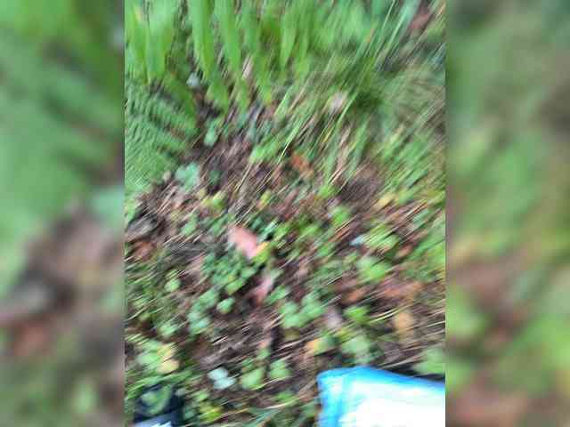 aniram2221 bongacams live cam model