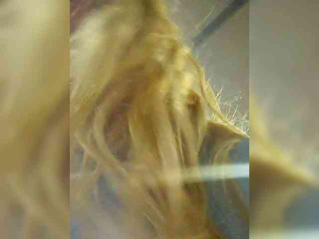 BonnieandClyde2026M bongacams live cam model
