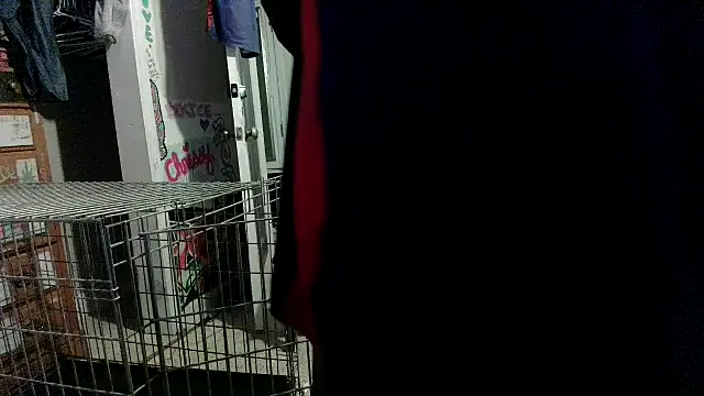 PornStro921 stripchat live cam model
