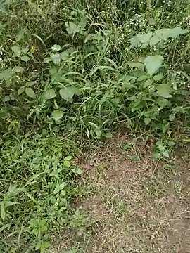 YOURBHABI143 stripchat live cam model