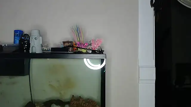 EspanolVato stripchat live cam model