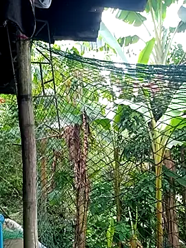 GinieBaby stripchat live cam model