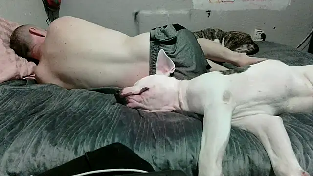 PornStro921 stripchat live cam model