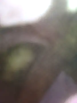 avii5 stripchat live cam model