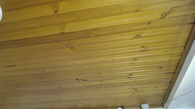 AyameFoxy stripchat live cam model