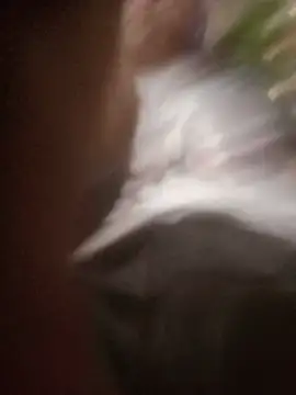 pelukeitor stripchat live cam model