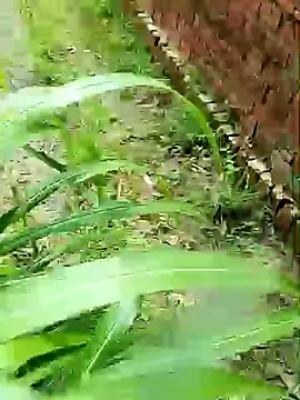 upwalebhaiya stripchat live cam model