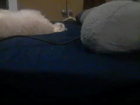 Silencio26 stripchat live cam model