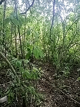 krishna809bangalore stripchat live cam model