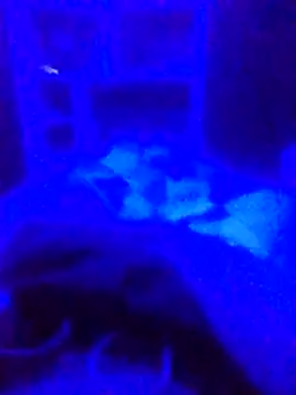 Jajapz stripchat live cam model