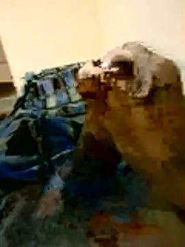 naghmi12 stripchat live cam model