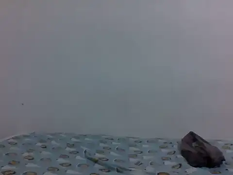 Sexy_habibah stripchat live cam model