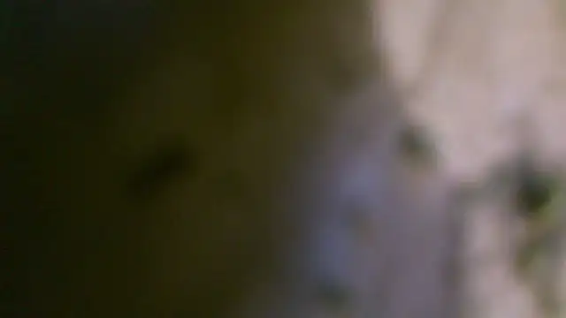 nastydianastrips stripchat live cam model